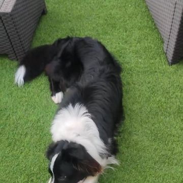 Tiago Lourenço - Vila Franca de Xira - Cuidar tus perros