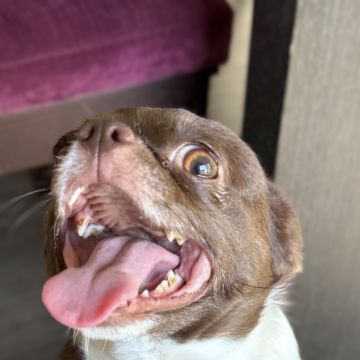 Patudos e Peludos - Braga - Dog Sitting