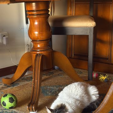 Patudos e Peludos - Braga - Pet Sitting e Pet Walking