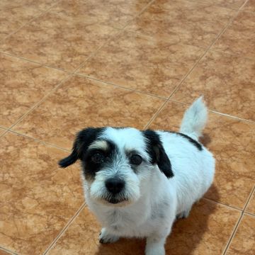 Patudos e Peludos - Braga - Dog Sitting