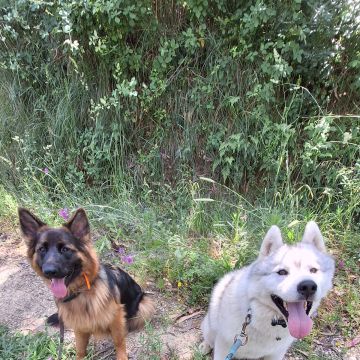 Joaosilva.dogtrainer - Caldas da Rainha - Treino de Cães - Aulas