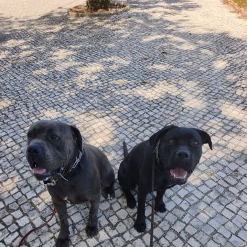 Joaosilva.dogtrainer - Caldas da Rainha - Treino de Cães