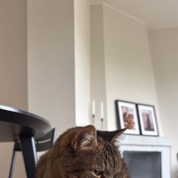 Patudos e Peludos - Braga - Pet Sitting