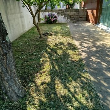 Servicos de limpezas e servicos domésticos - Vila do Conde - Tree Trimming and Maintenance