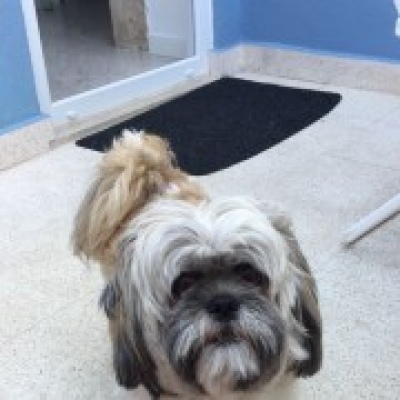 Patinhas na casa do Miguel - Odivelas - Dog Daycare