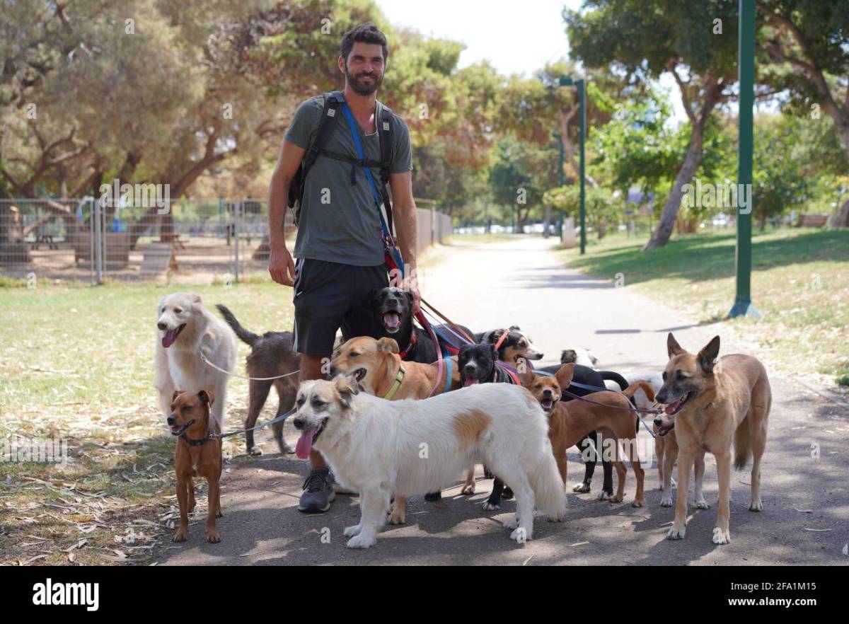 PettBoss - Maia - Dog Sitting