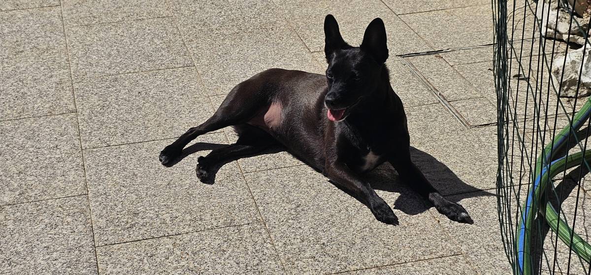 Pet Sitting - Póvoa de Varzim - Dog Sitting