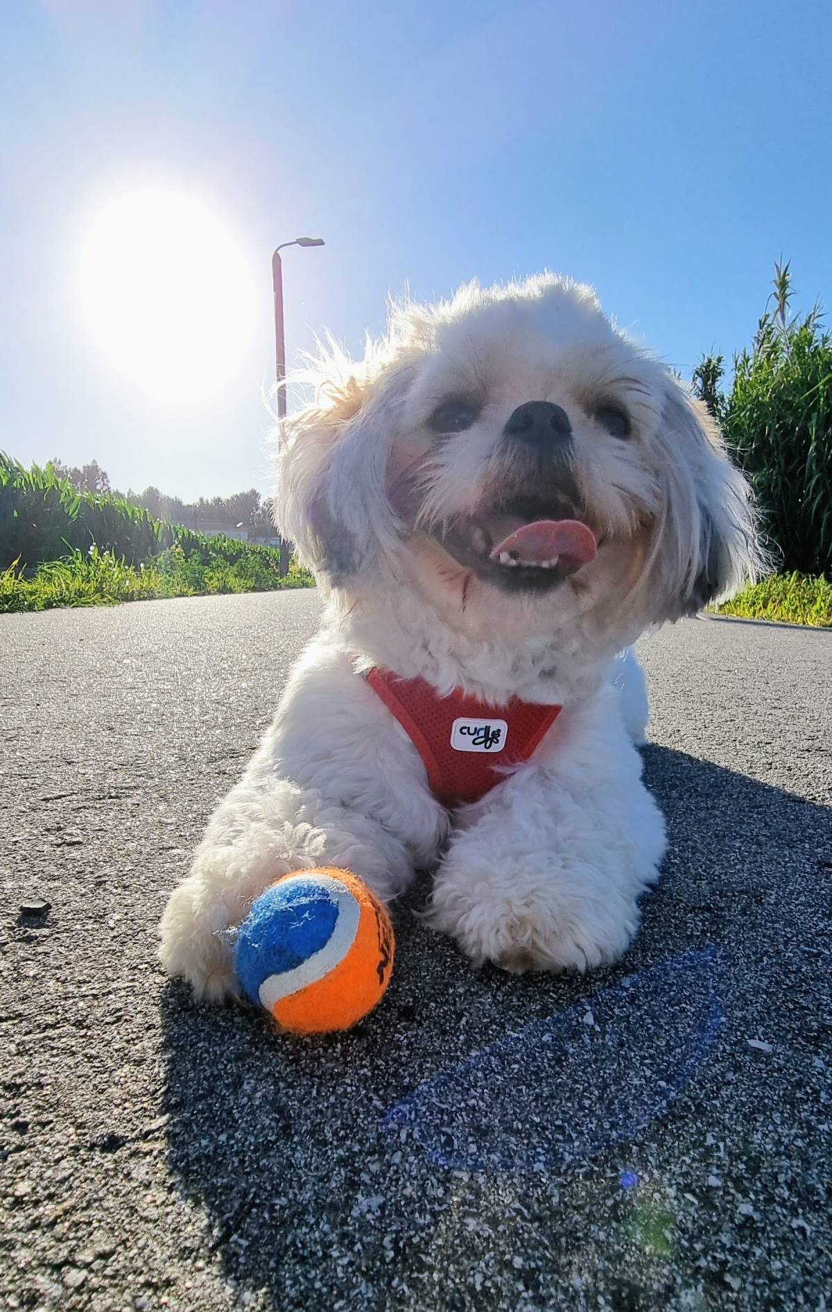 Pet Sitting - Póvoa de Varzim - Dog Sitting