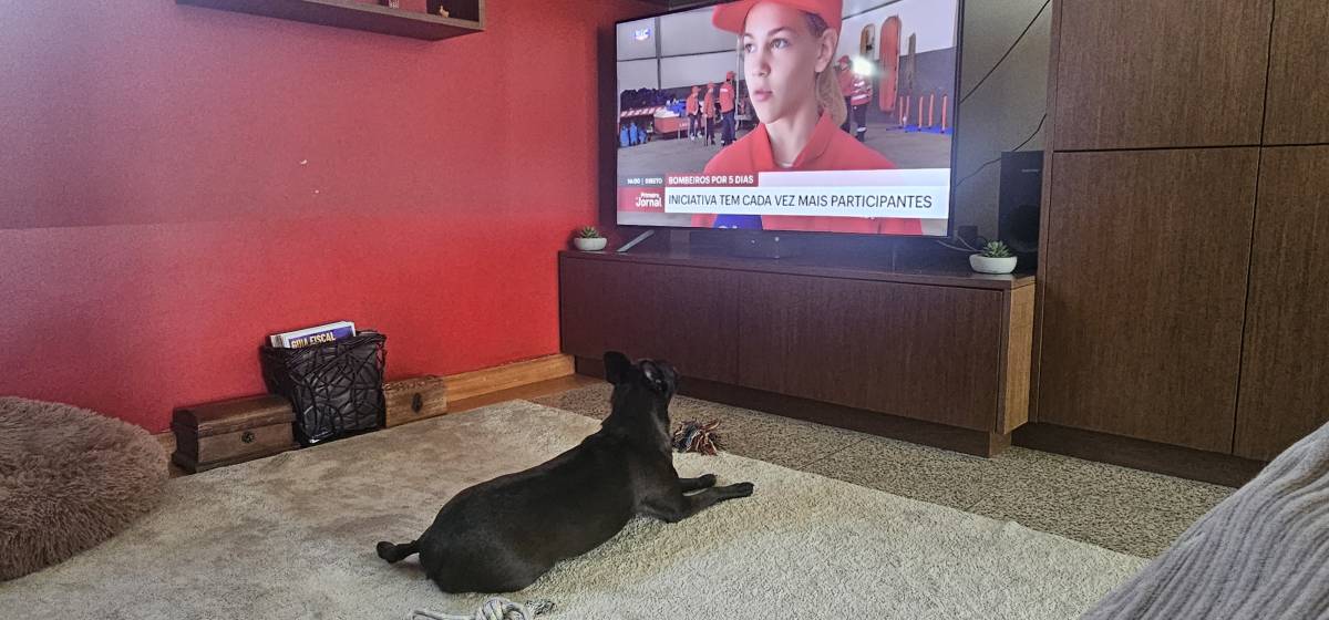 Pet Sitting - Póvoa de Varzim - Cat Sitting