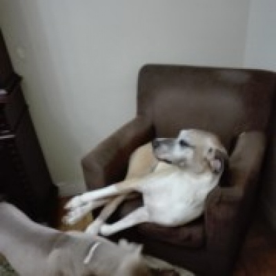 Patinhas na casa do Miguel - Odivelas - Pet Sitting