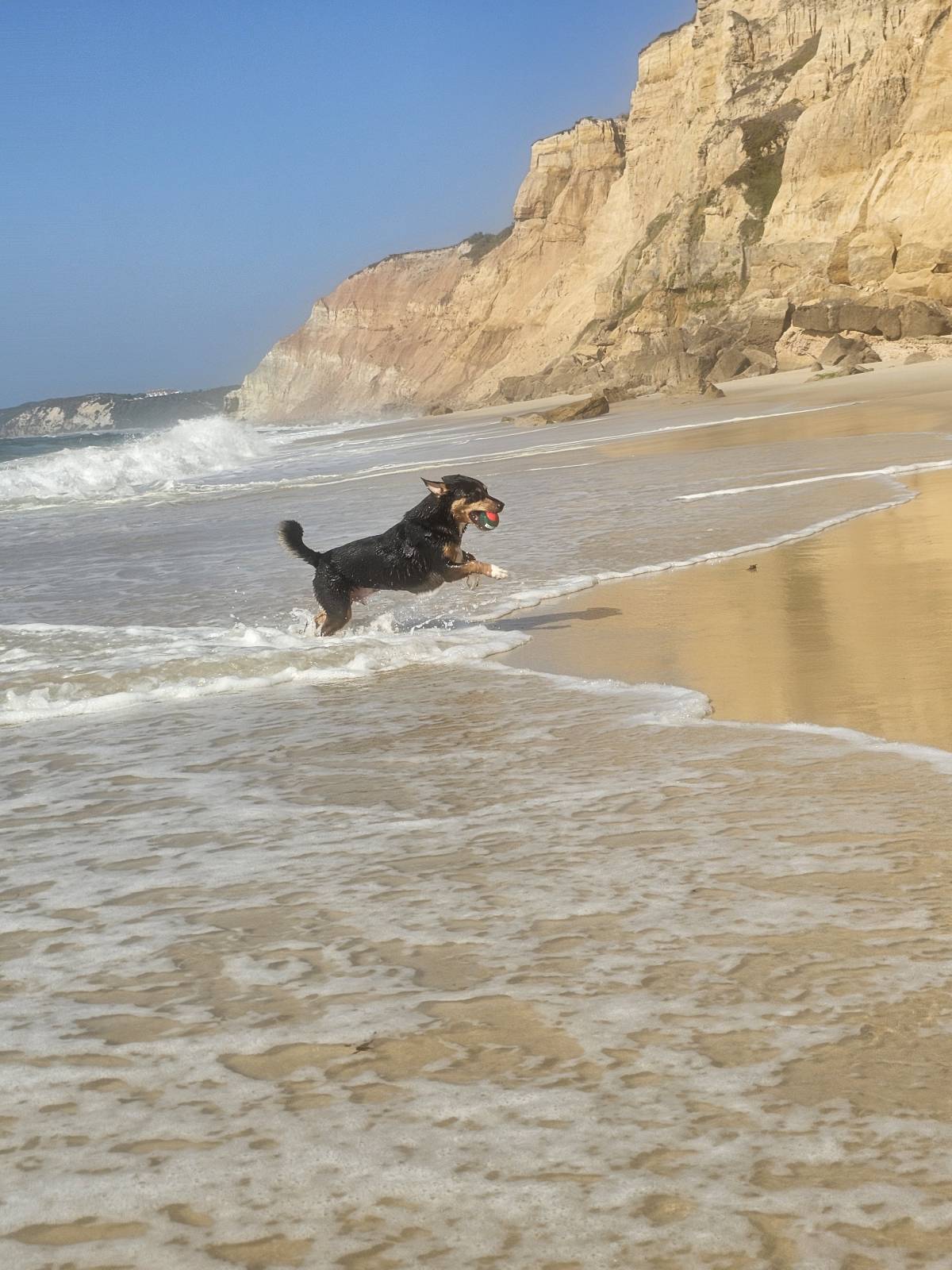 Pet Sitting - Póvoa de Varzim - Dog Sitting