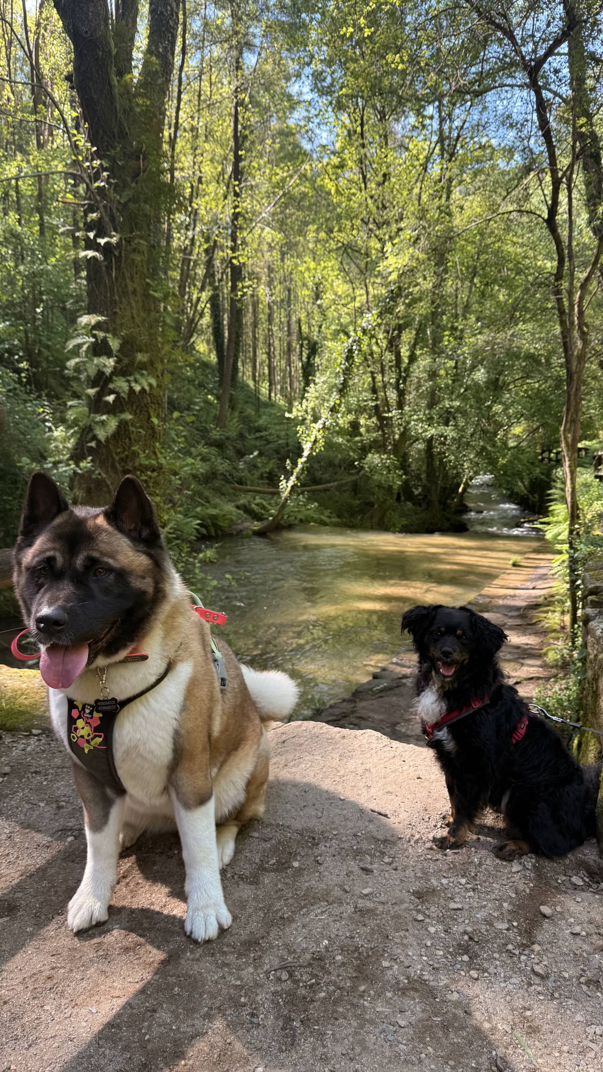 Beatriz - Vila Nova de Gaia - Dog Walking