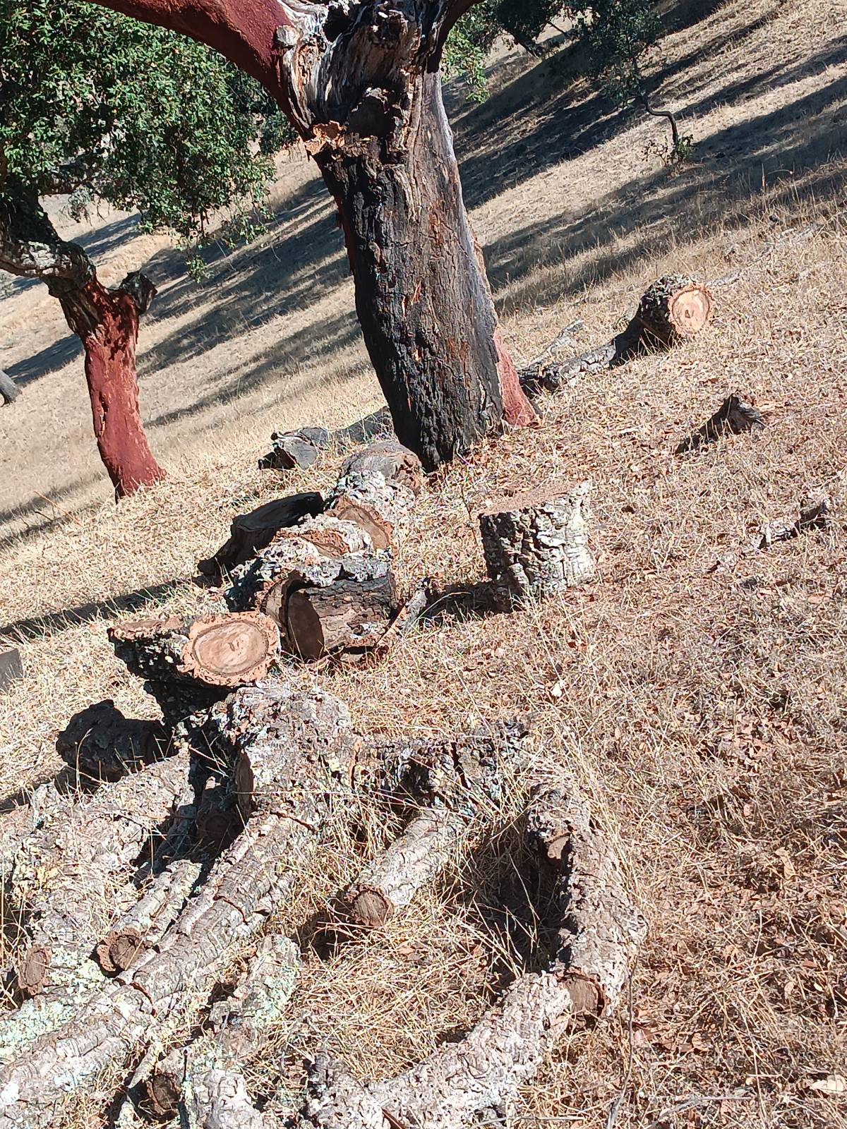 prestação de serviços rural - Viana do Alentejo - Handyman