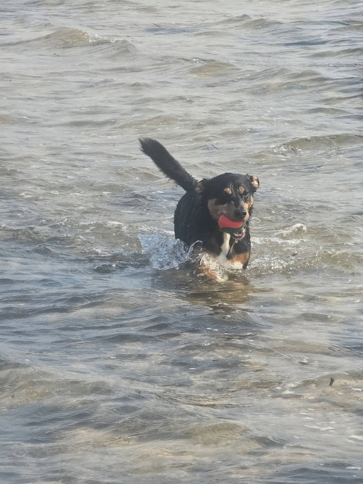 Pet Sitting - Póvoa de Varzim - Pet Sitting