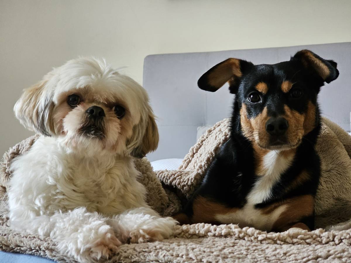 Pet Sitting - Póvoa de Varzim - Cuidados para Animais de Estimação