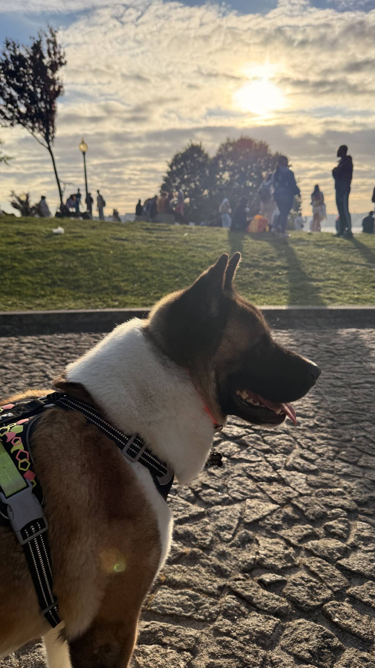 Beatriz - Vila Nova de Gaia - Pet Sitting
