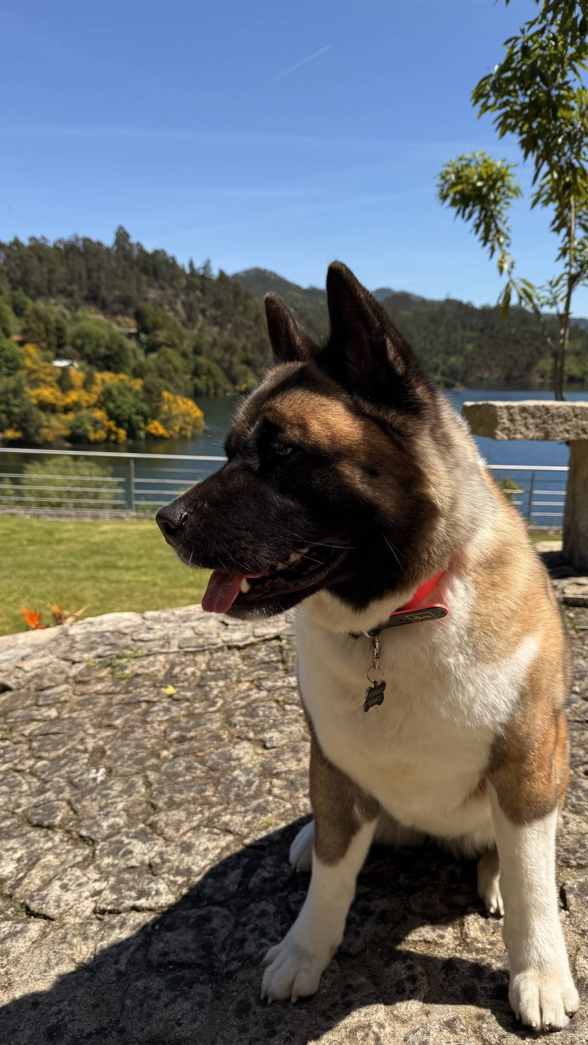 Beatriz - Vila Nova de Gaia - Cat Sitting