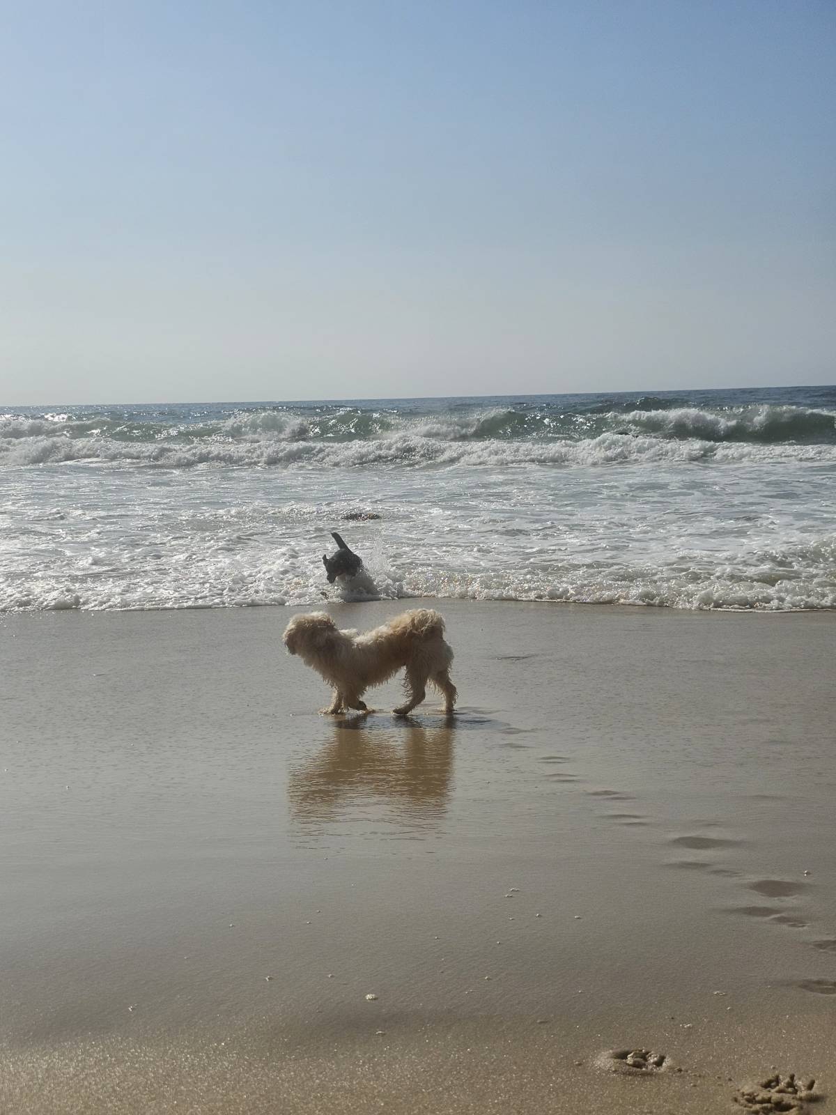 Pet Sitting - Póvoa de Varzim - Cuidados para Animais de Estimação