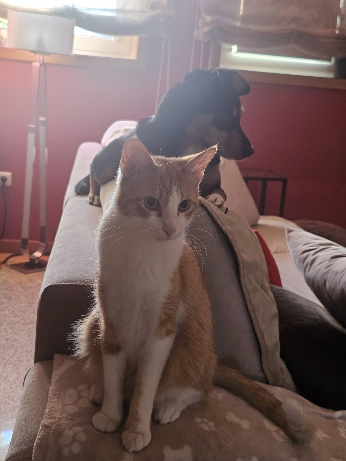 Pet Sitting - Póvoa de Varzim - Dog Sitting