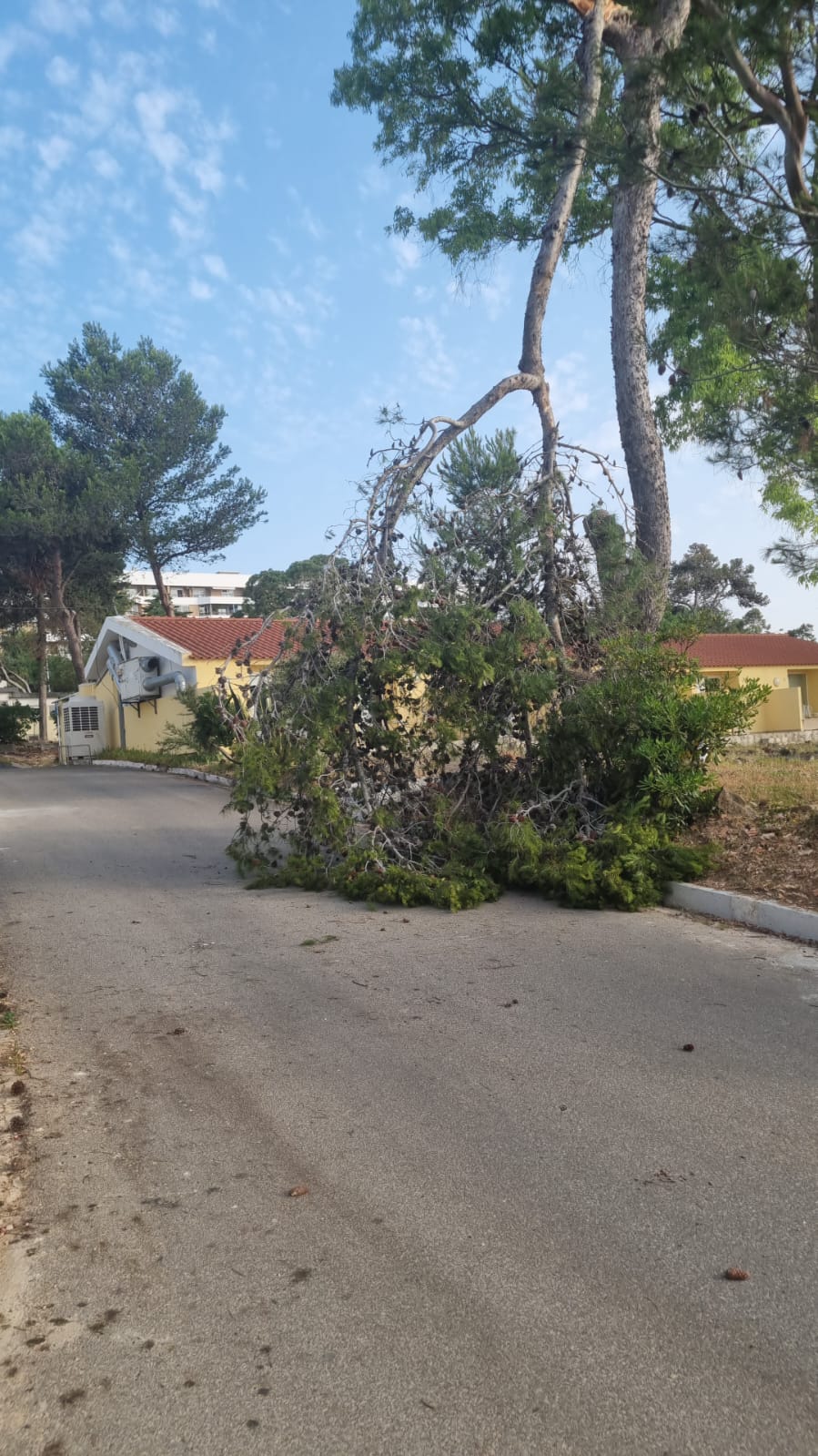 António Silva - Cascais - Tree Trimming and Maintenance