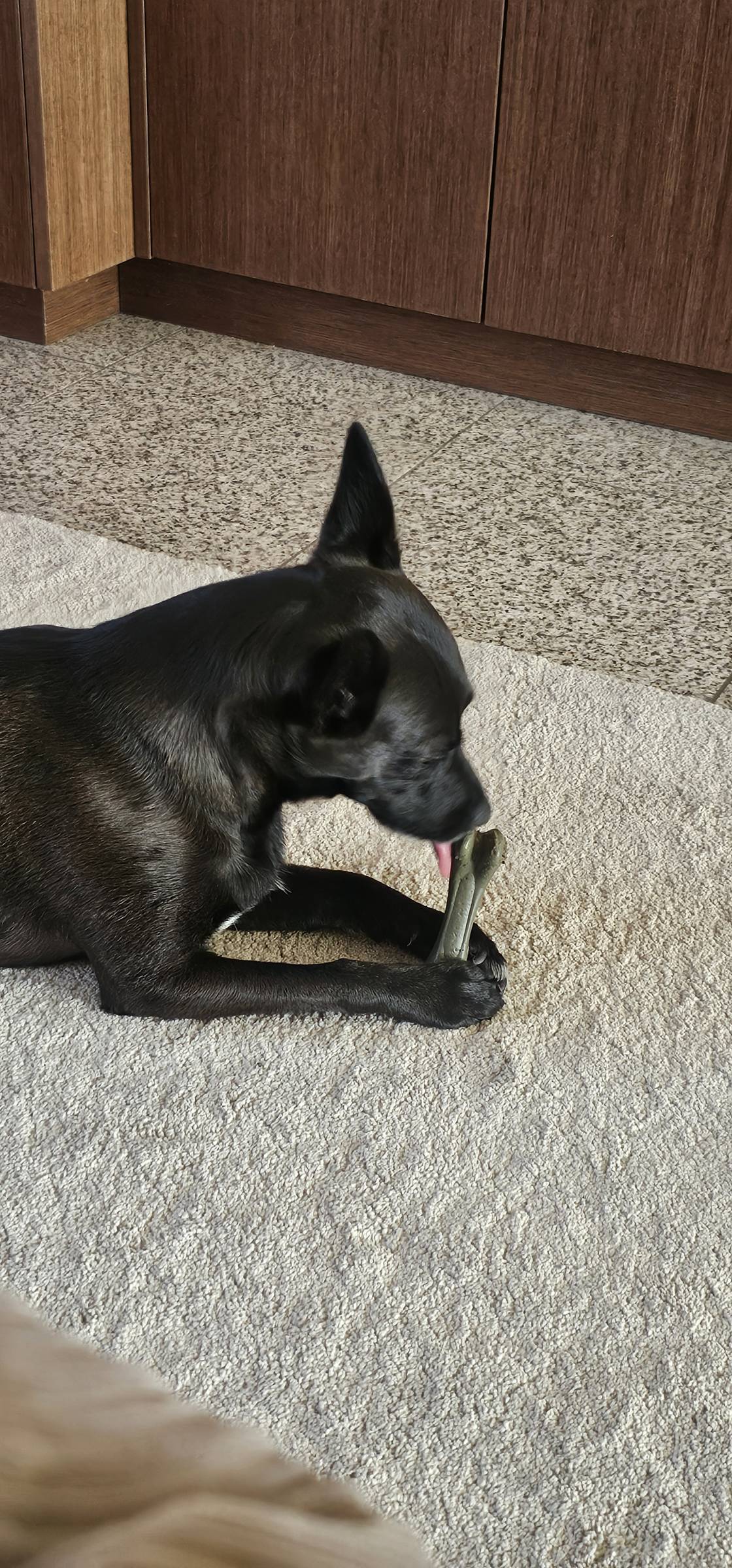 Pet Sitting - Póvoa de Varzim - Pet Sitting e Pet Walking