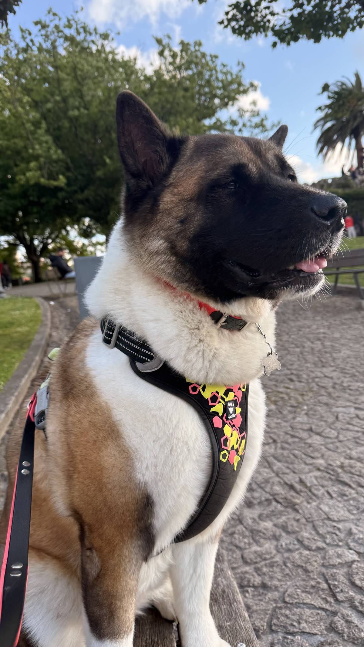 Beatriz - Vila Nova de Gaia - Dog Sitting