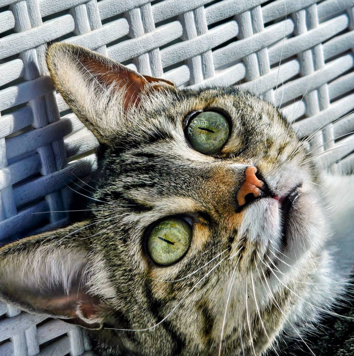 Pet Sitting - Póvoa de Varzim - Pet Sitting e Pet Walking