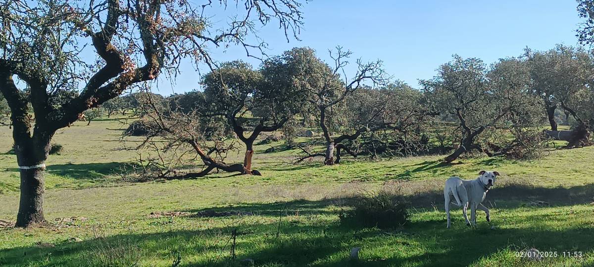 prestação de serviços rural - Viana do Alentejo - Handyman
