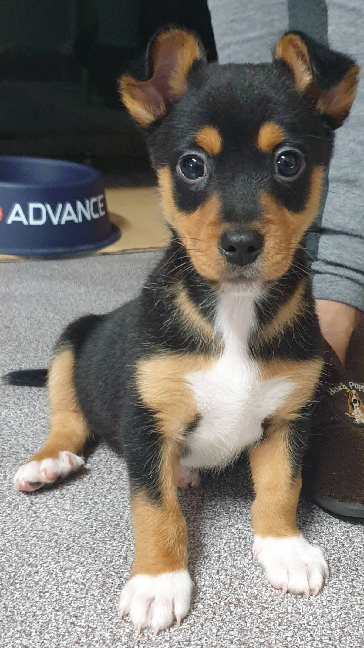 Pet Sitting - Póvoa de Varzim - Dog Walking
