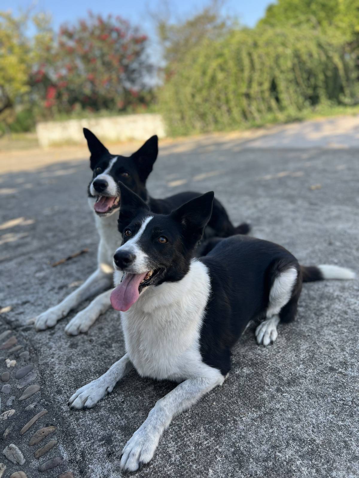 Estimacão | Educação e bem-estar - Ílhavo - Entrenamiento de animales y modificación de la conducta (no caninos)