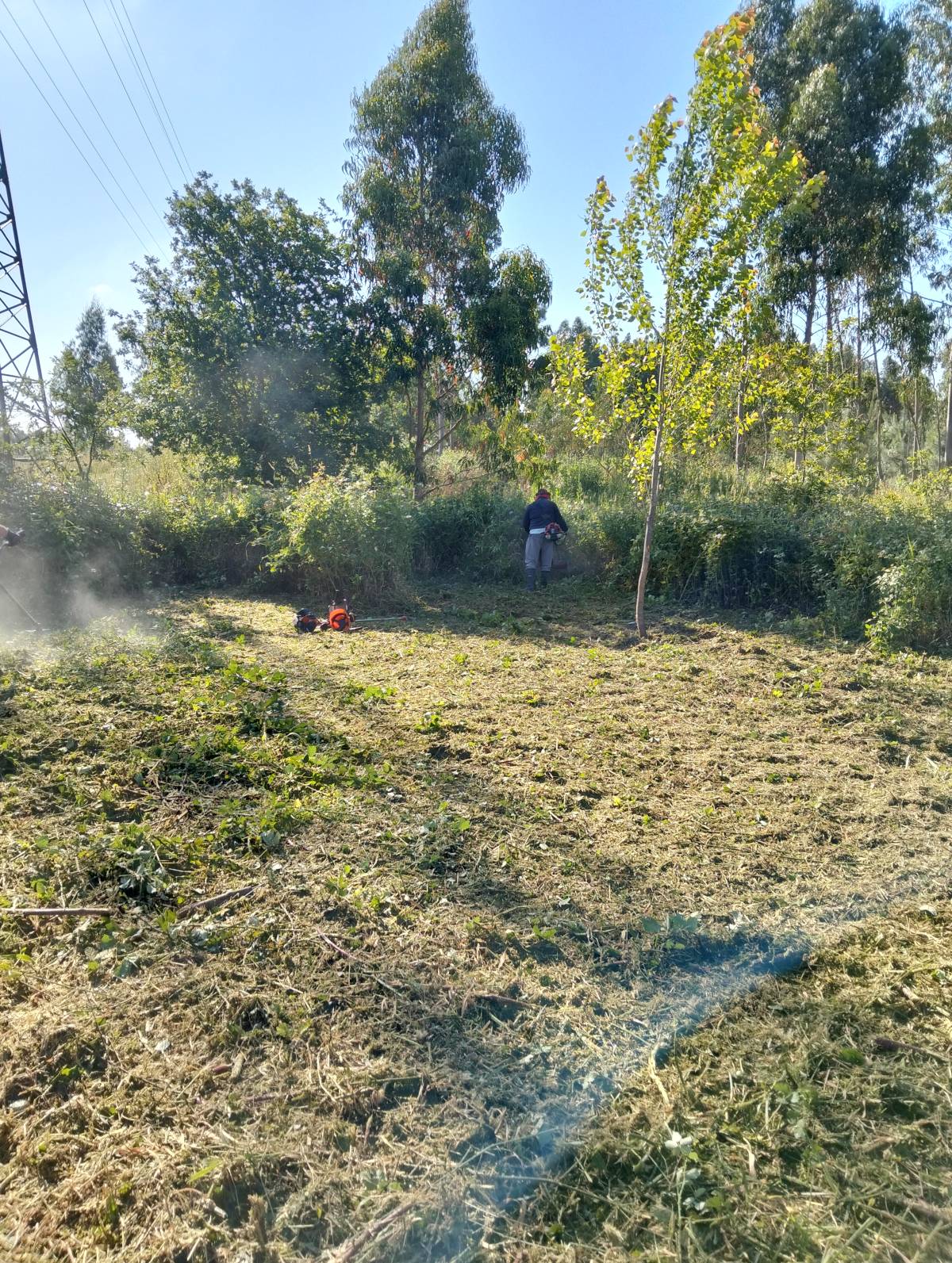 Baptista Jardins e Serviços - Ílhavo - Serres