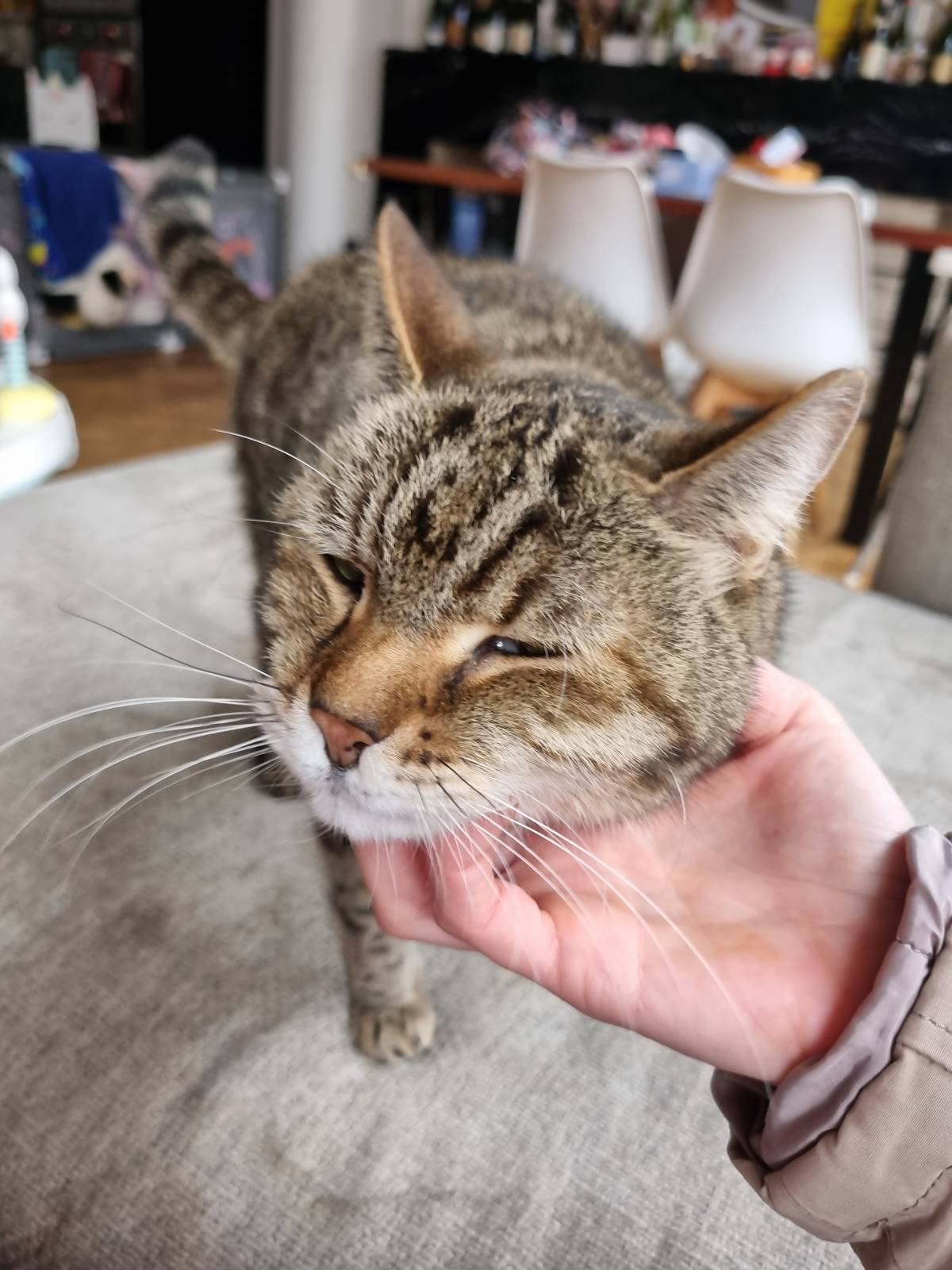 Nathalie - Almada - Cat Sitting
