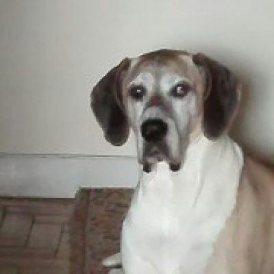 Patinhas na casa do Miguel - Odivelas - Pet Sitting and Walking