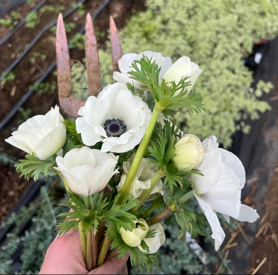 Alexandra - Sintra - Wedding Florist