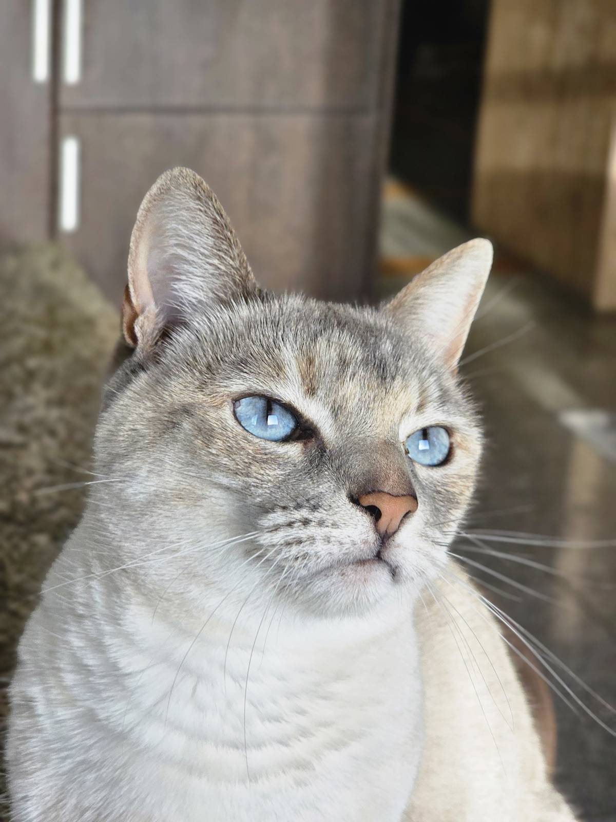 Pet Sitting - Póvoa de Varzim - Cat Sitting