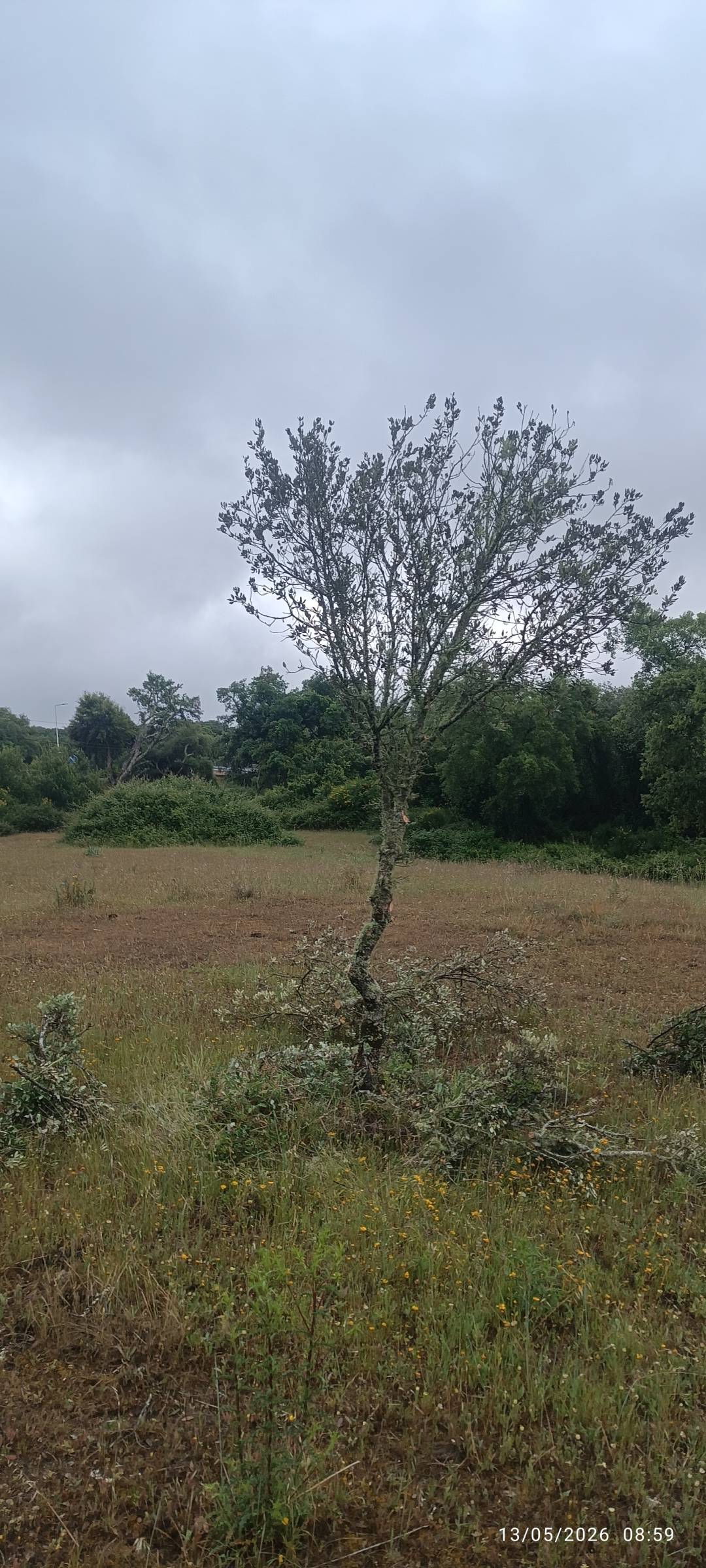 prestação de serviços rural - Viana do Alentejo - Handyman