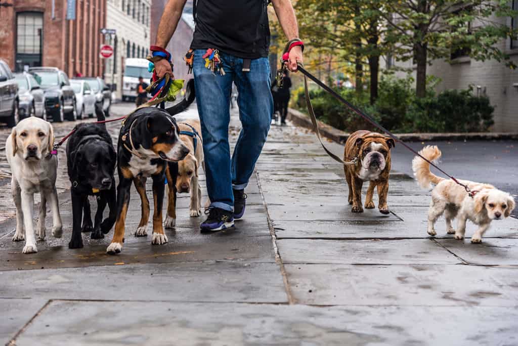 PettBoss - Maia - Dog Walking