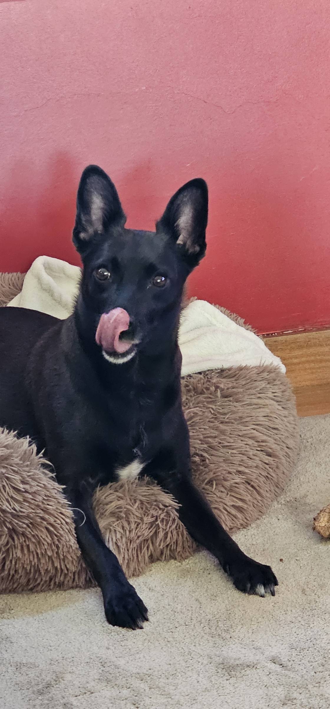 Pet Sitting - Póvoa de Varzim - Dog Walking