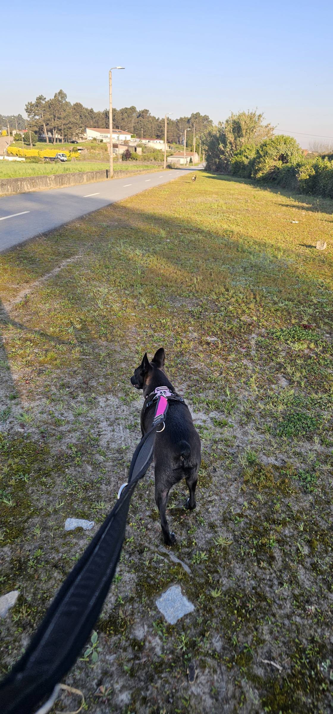 Pet Sitting - Póvoa de Varzim - Pet Sitting