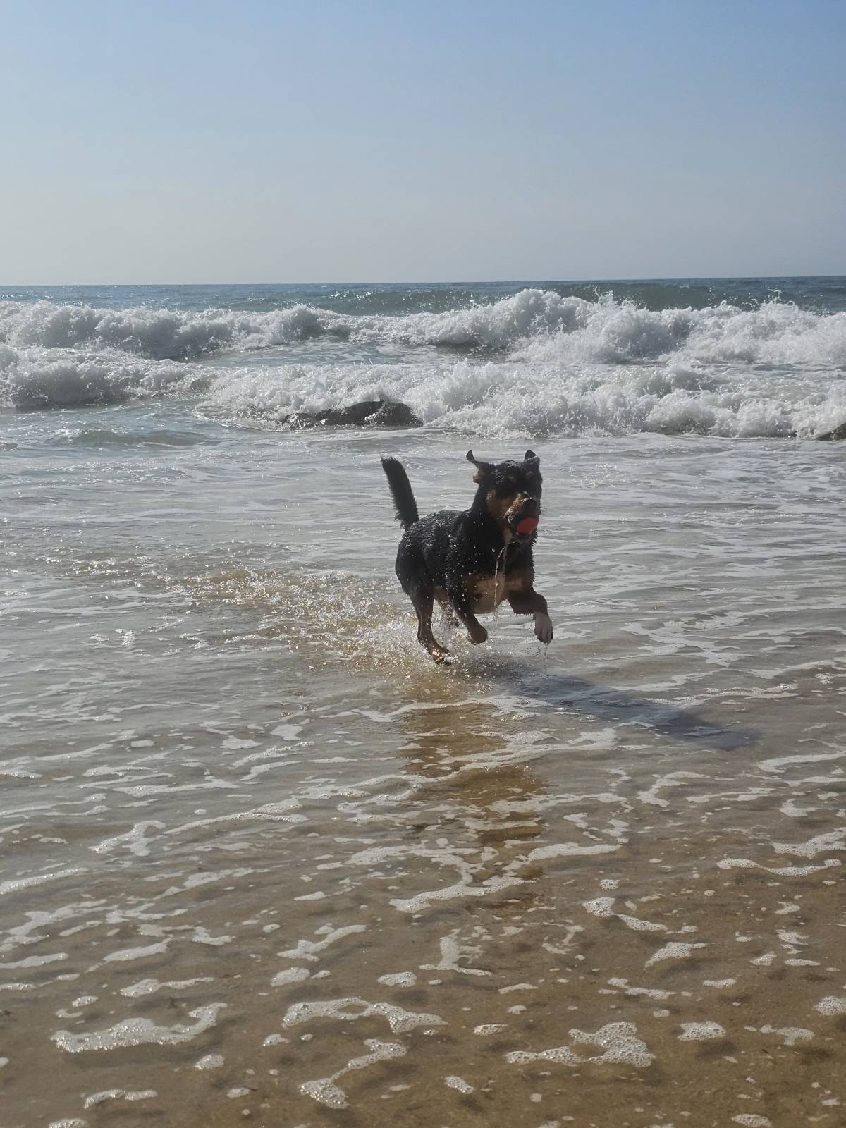 Pet Sitting - Póvoa de Varzim - Pet Sitting e Pet Walking