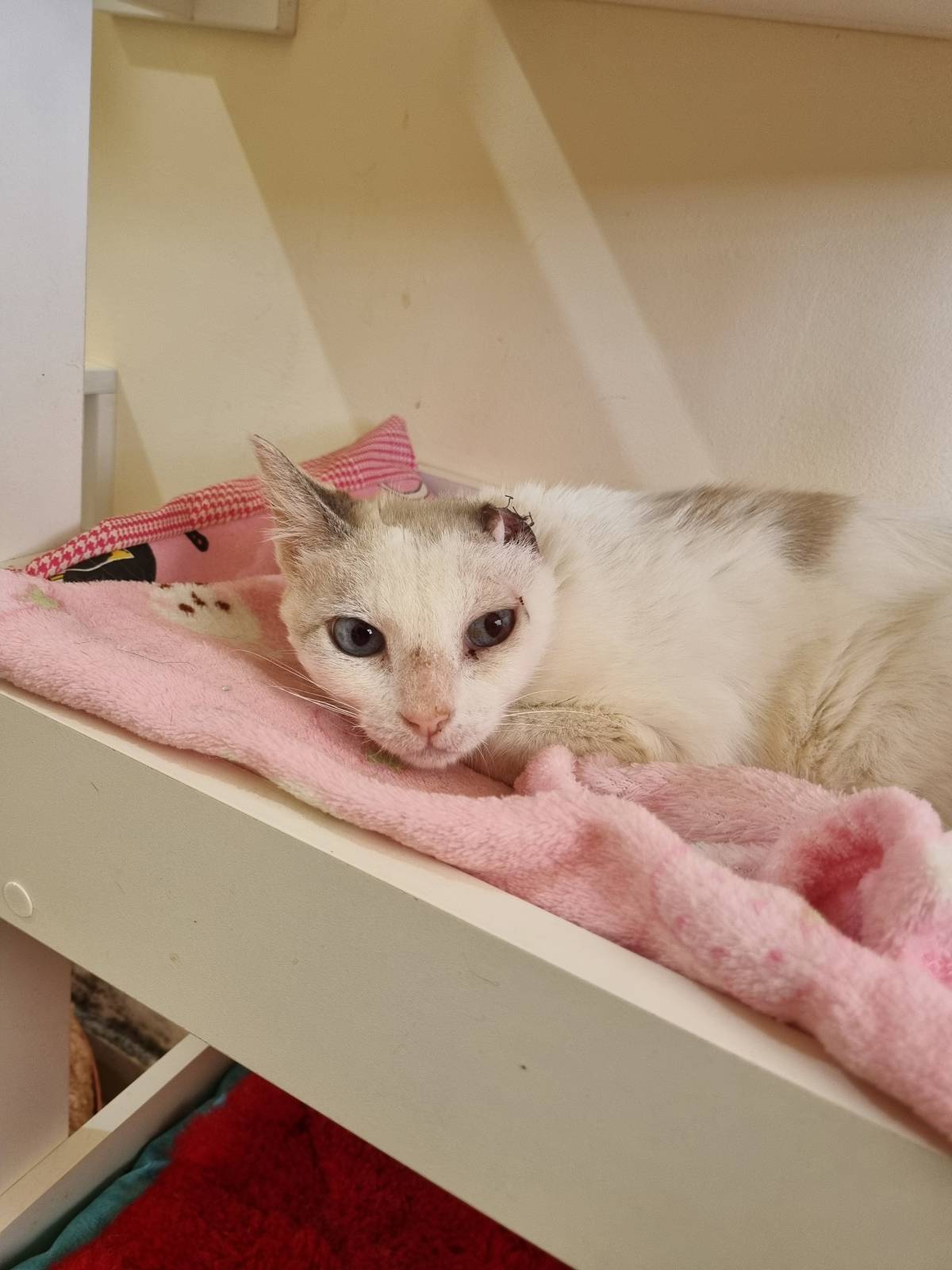 Nathalie - Almada - Pet Sitting
