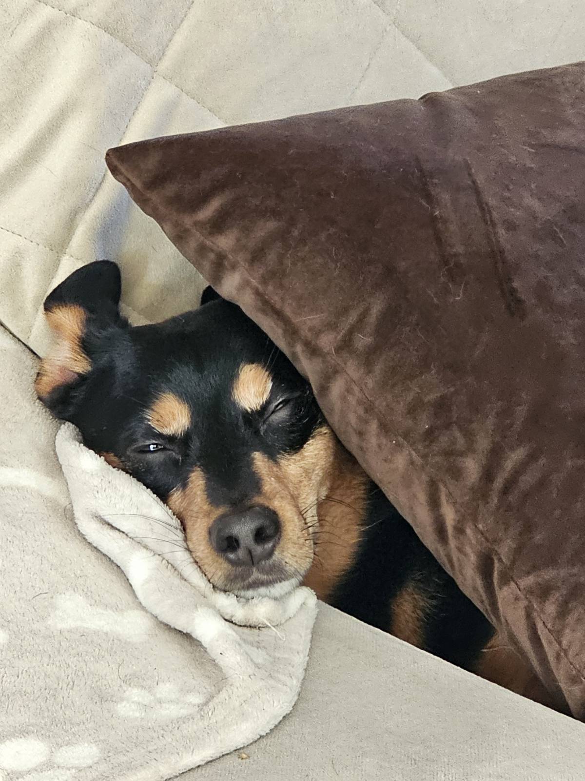 Pet Sitting - Póvoa de Varzim - Pet Sitting e Pet Walking