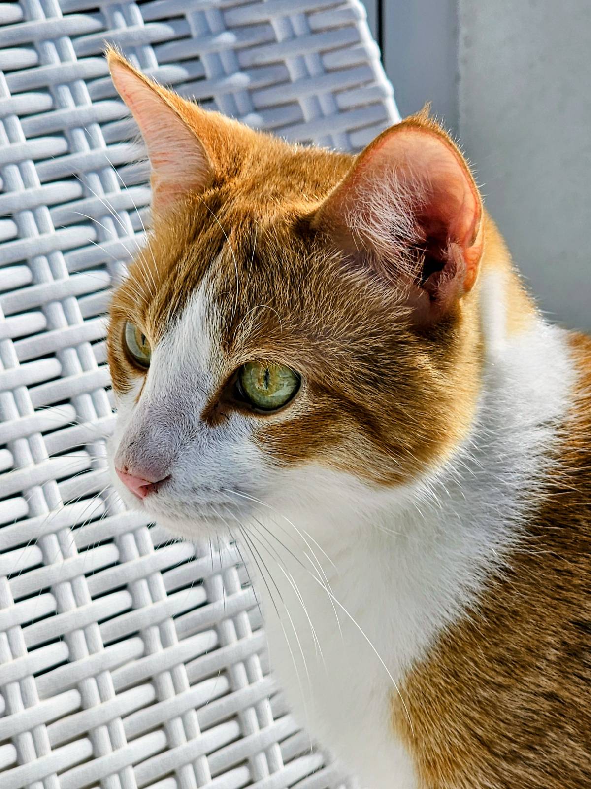 Pet Sitting - Póvoa de Varzim - Pet Sitting