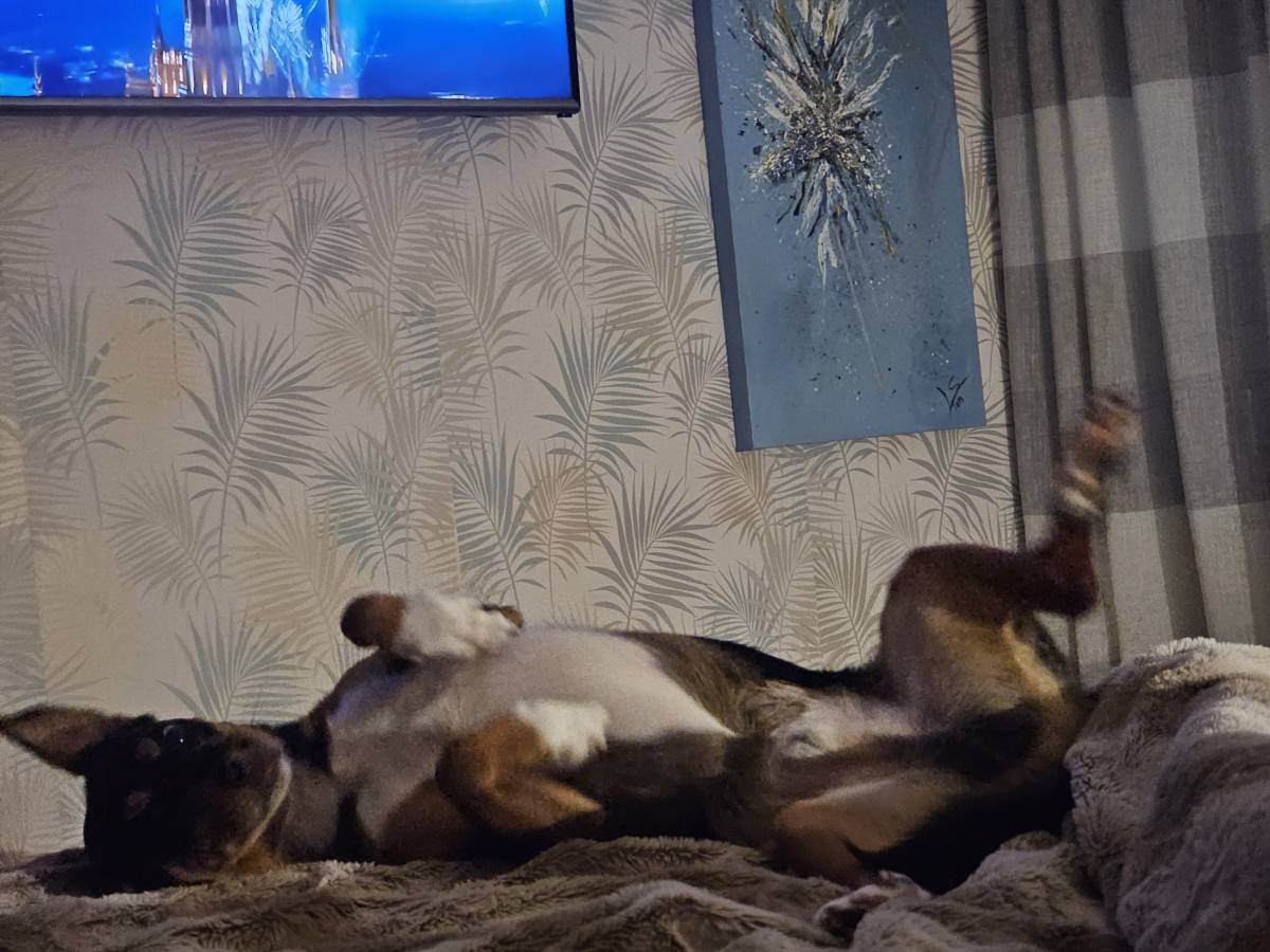 Pet Sitting - Póvoa de Varzim - Cat Sitting