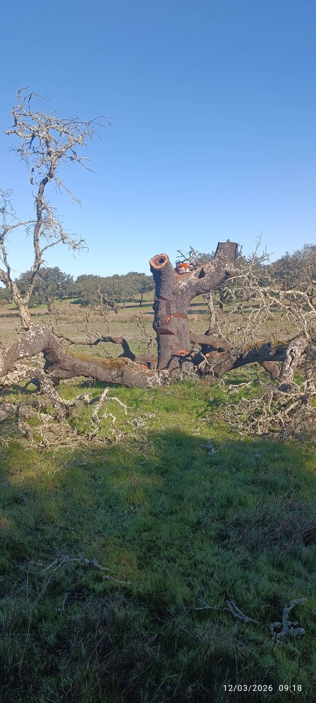 prestação de serviços rural - Viana do Alentejo - Handyman