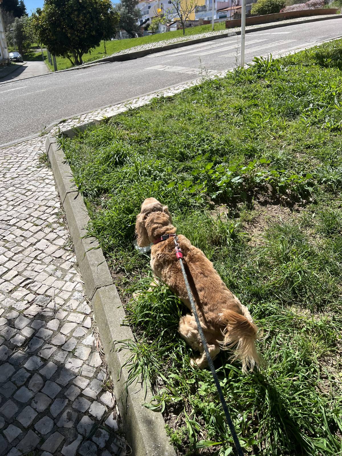 Tiago - Loures - Cuidados para Animais de Estimação