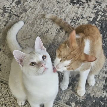 Pet Sitting - Póvoa de Varzim - Dog Walking
