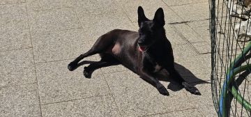 Pet Sitting - Póvoa de Varzim - Dog Sitting