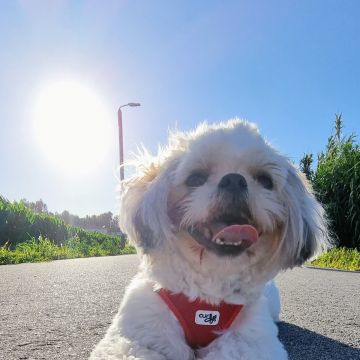 Pet Sitting - Póvoa de Varzim - Dog Sitting