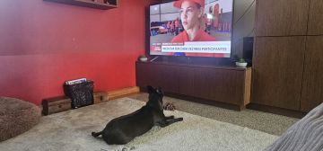 Pet Sitting - Póvoa de Varzim - Cat Sitting